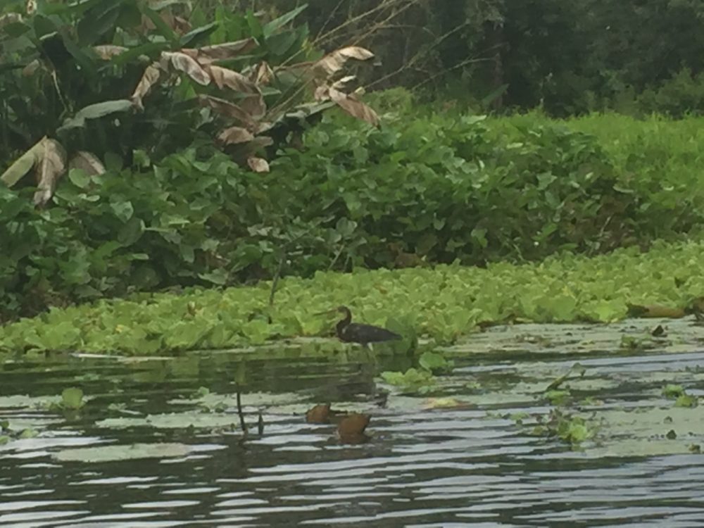 beautiful birds on Lake Nicaragua