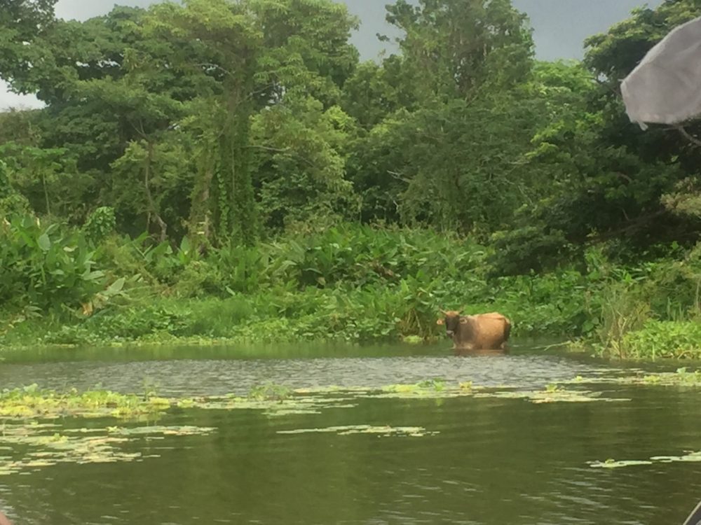 swimming cow